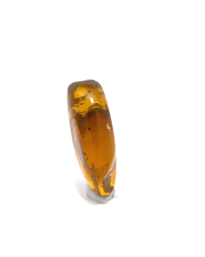 Amber with Insects from Chiapas, Mexico