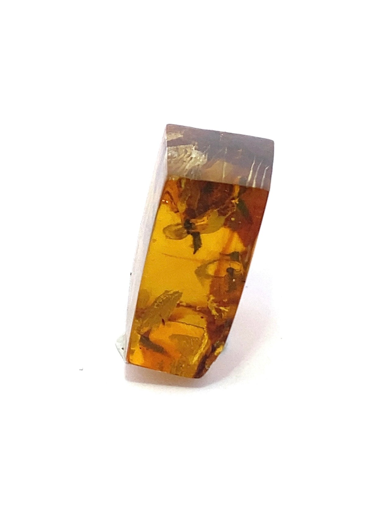 Amber with Insects from Chiapas, Mexico