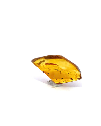 Amber with Insects from Chiapas, Mexico