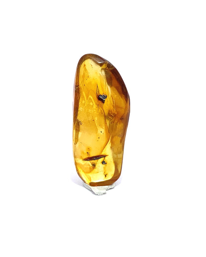 Amber with Insects from Chiapas, Mexico