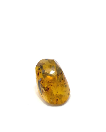 Amber with Insects from Chiapas, Mexico