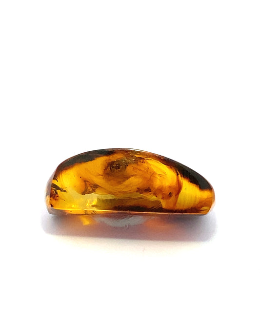 Amber with Insects from Chiapas, Mexico