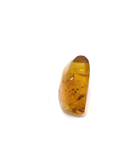 Amber with Insects from Chiapas, Mexico