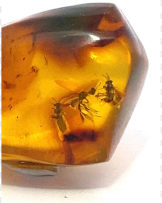 Amber with Insects from Chiapas, Mexico