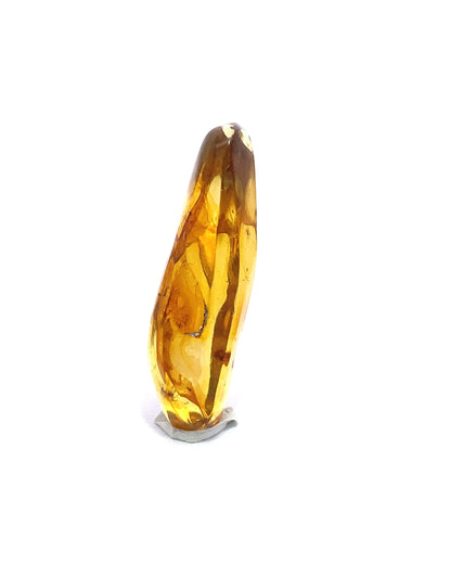 Amber with Insects from Chiapas, Mexico