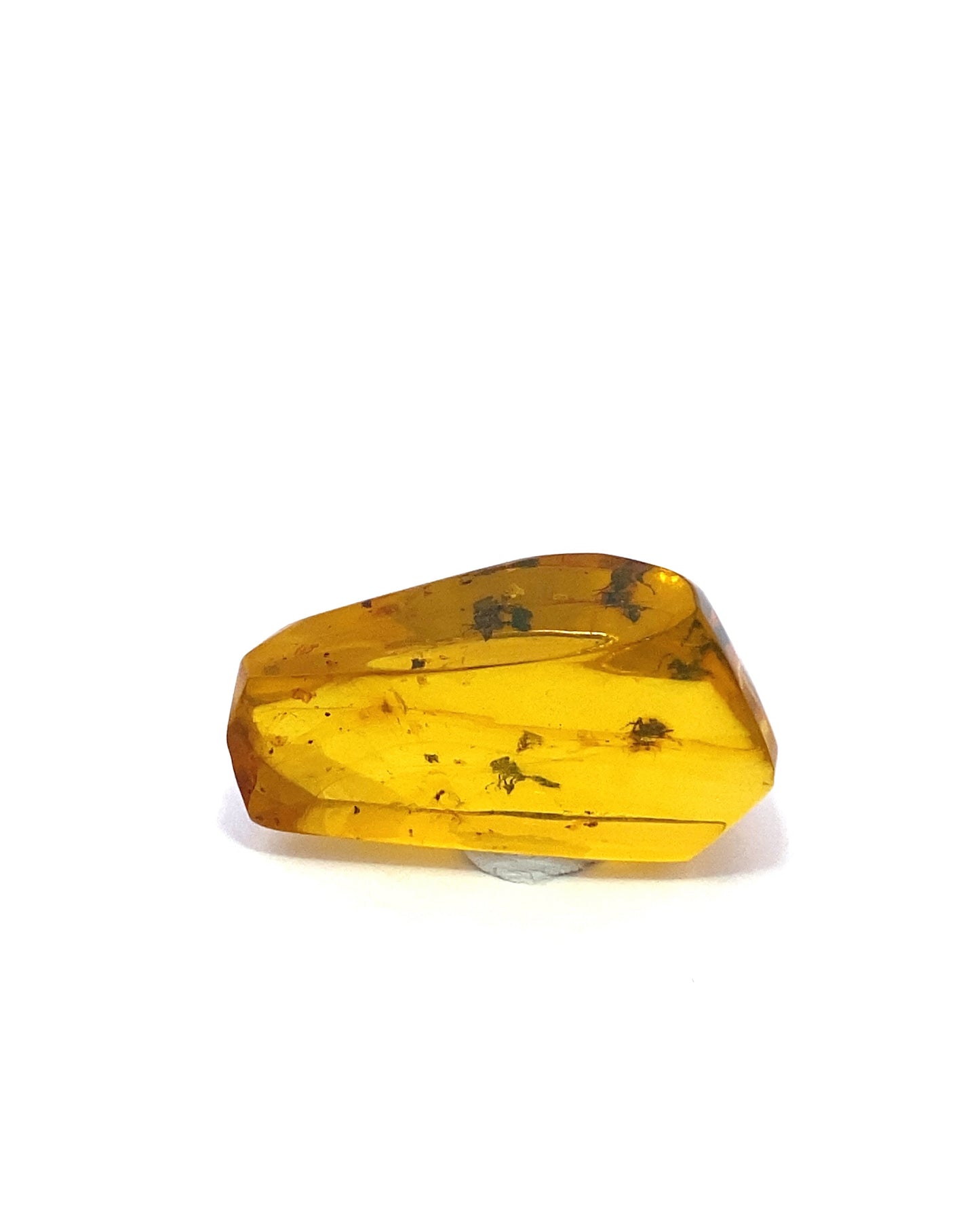 Amber with Insects from Chiapas, Mexico