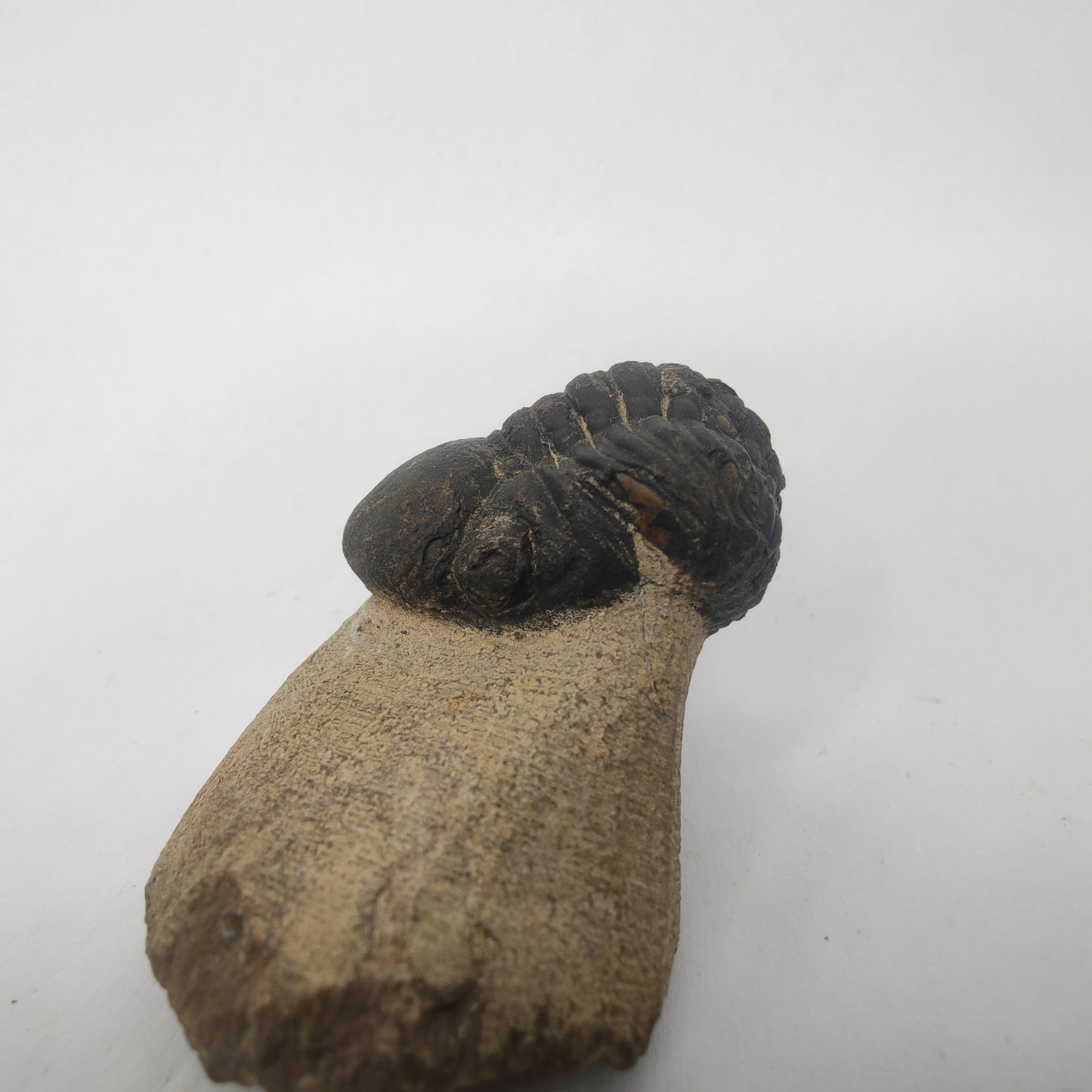 Trilobite - Morocco