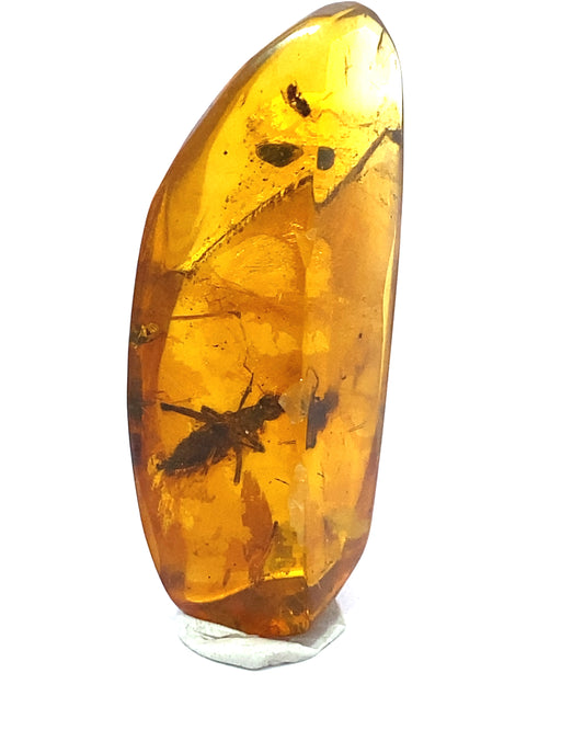 Amber with Insects from Chiapas, Mexico