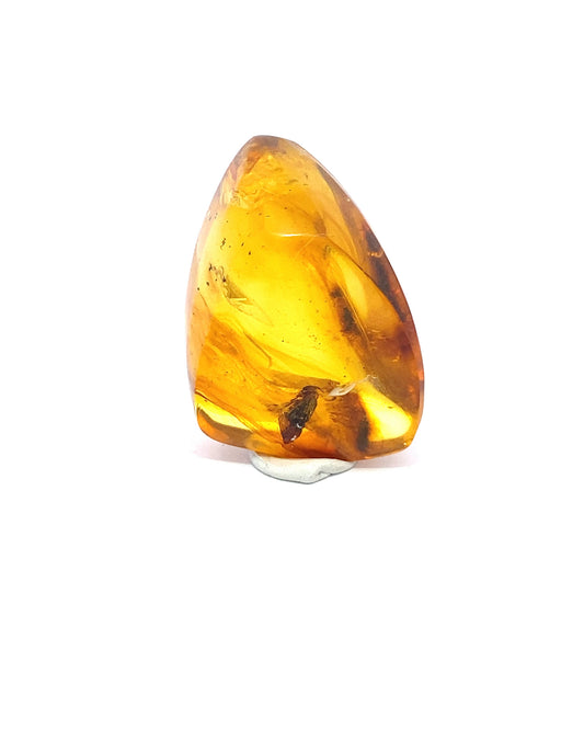 Amber with Insects from Chiapas, Mexico