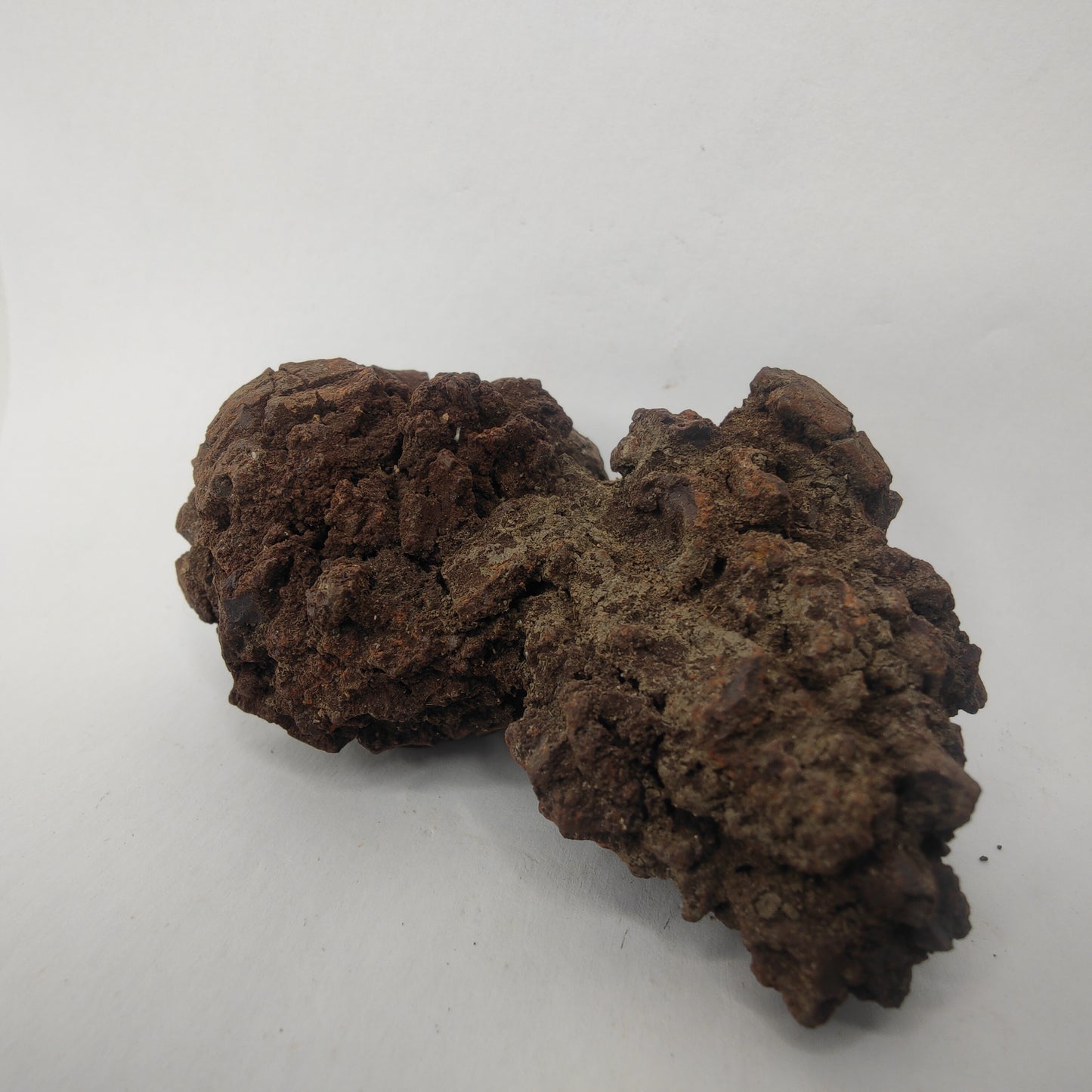 Croprolite - Fossil Dinosaur Poop - Madagascar