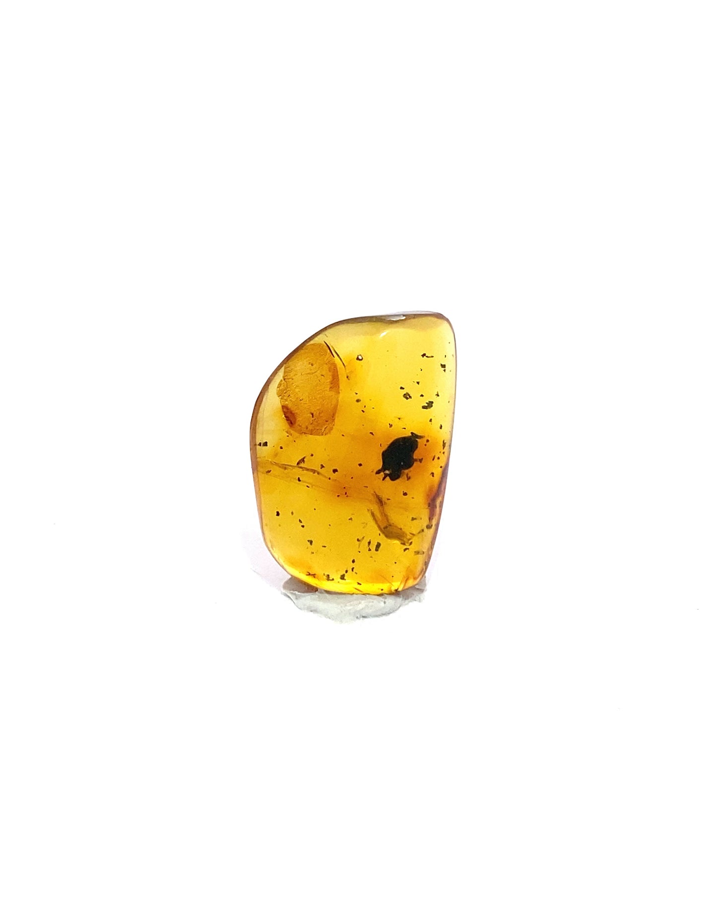 Amber with Insects from Chiapas, Mexico