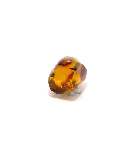 Amber with Insects from Chiapas, Mexico