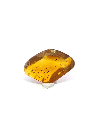 Amber with Insects from Chiapas, Mexico