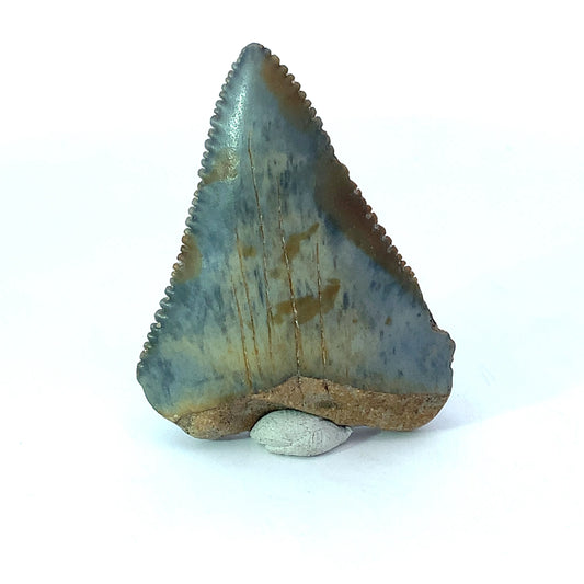 Great White Fossil Tooth - North Carolina, USA