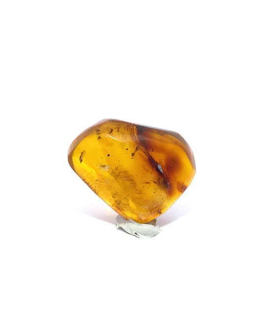 Amber with Insects from Chiapas, Mexico