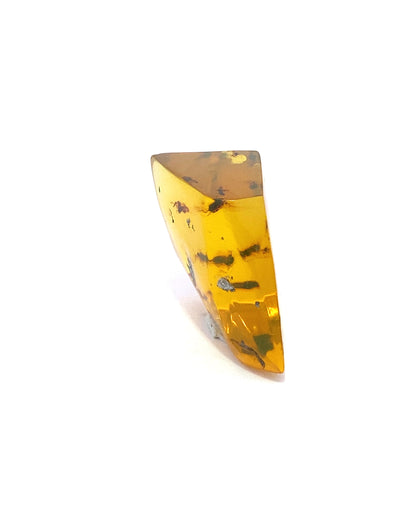 Amber with Insects from Chiapas, Mexico