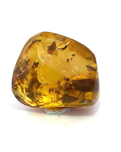 Amber with Insects from Chiapas, Mexico