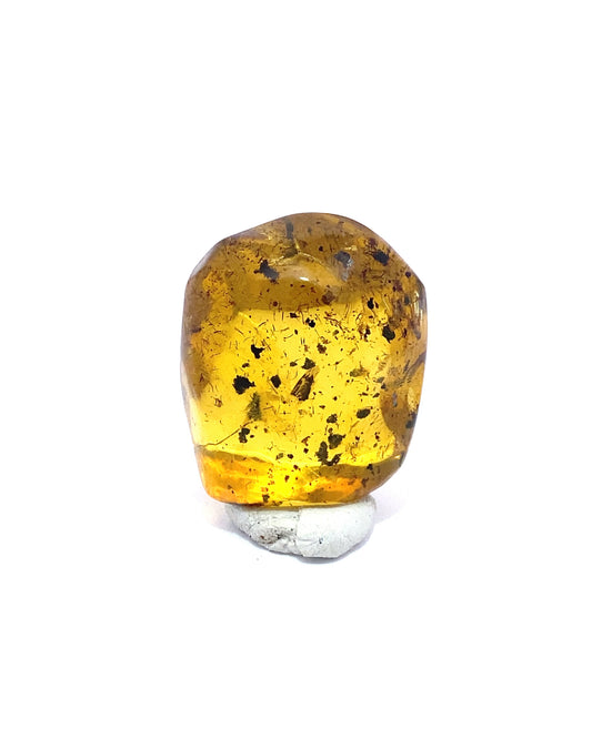 Amber with Insects from Chiapas, Mexico