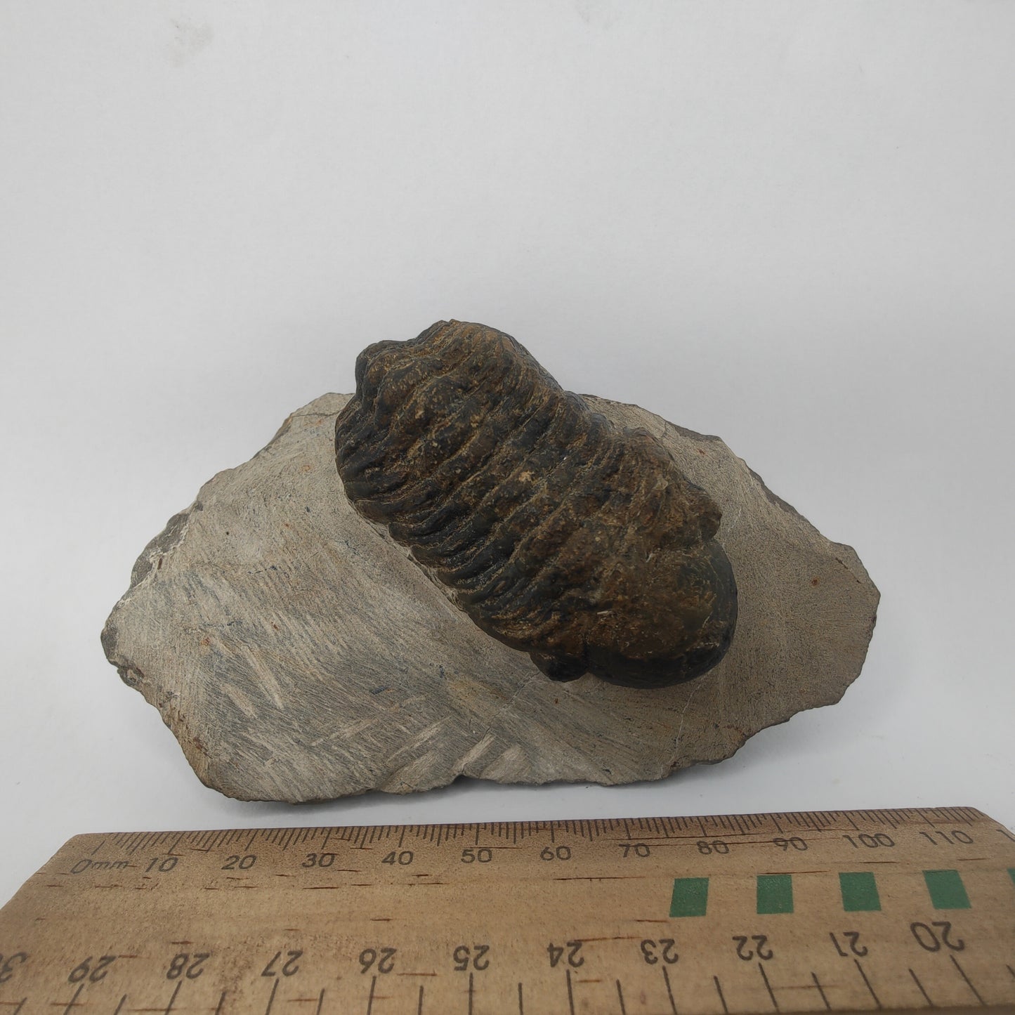 Trilobite - Morocco