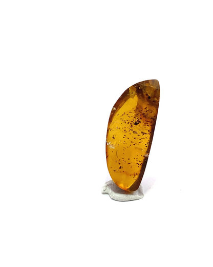 Amber with Insects from Chiapas, Mexico