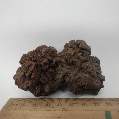 Croprolite - Fossil Dinosaur Poop - Madagascar