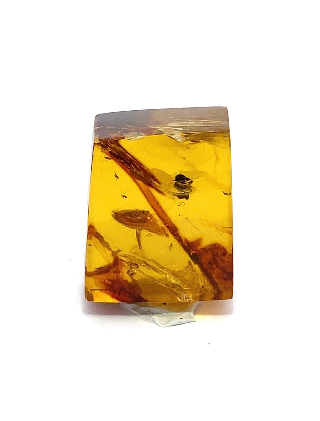 Amber with Insects from Chiapas, Mexico