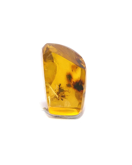 Amber with Insects from Chiapas, Mexico