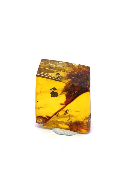 Amber with Insects from Chiapas, Mexico