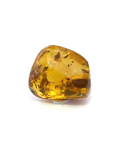 Amber with Insects from Chiapas, Mexico