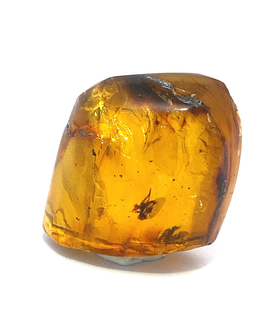 Amber with Insects from Chiapas, Mexico