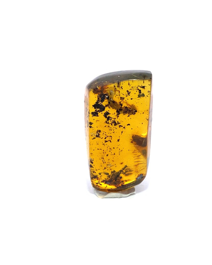 Amber with Insects from Chiapas, Mexico