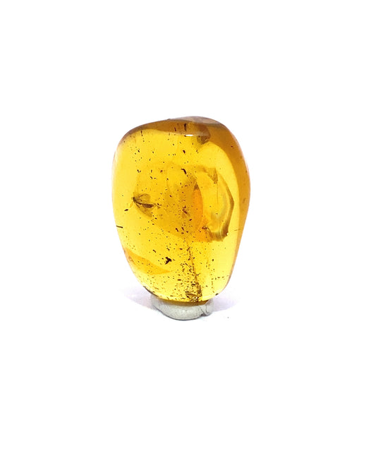 Amber with Insects from Chiapas, Mexico