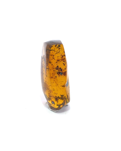 Amber with Insects from Chiapas, Mexico