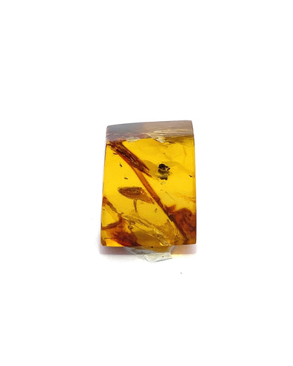 Amber with Insects from Chiapas, Mexico