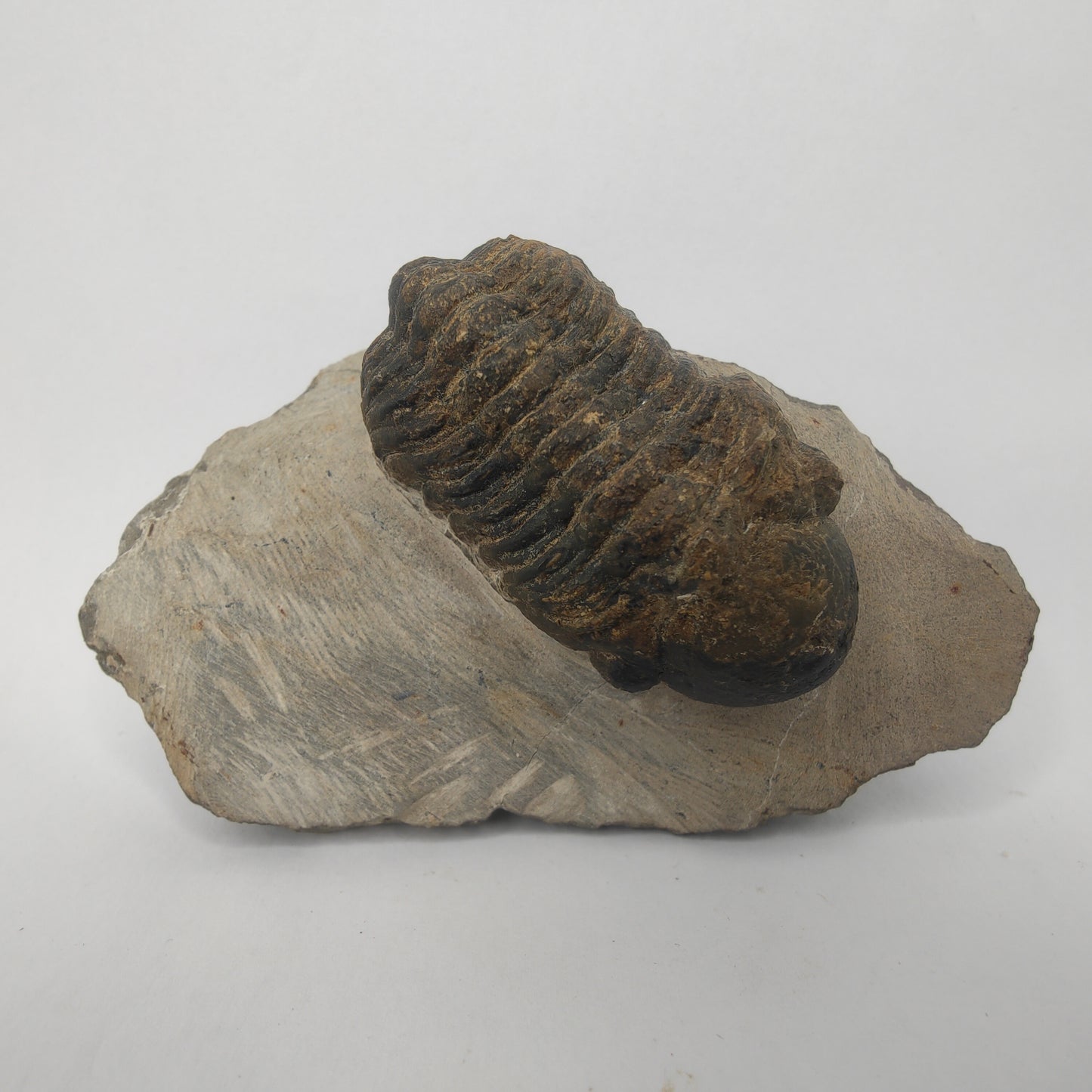 Trilobite - Morocco