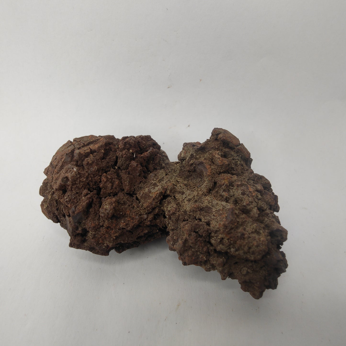 Croprolite - Fossil Dinosaur Poop - Madagascar