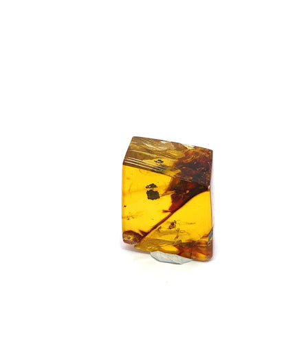 Amber with Insects from Chiapas, Mexico