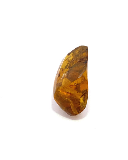 Amber with Insects from Chiapas, Mexico