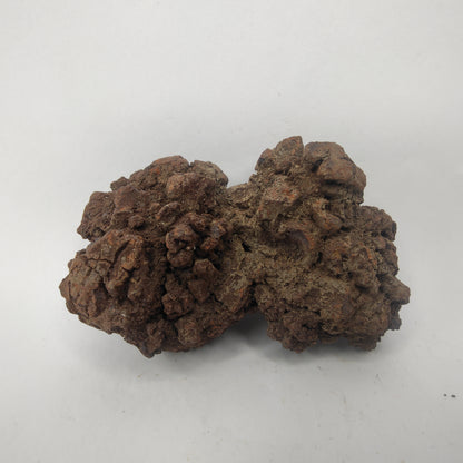 Croprolite - Fossil Dinosaur Poop - Madagascar