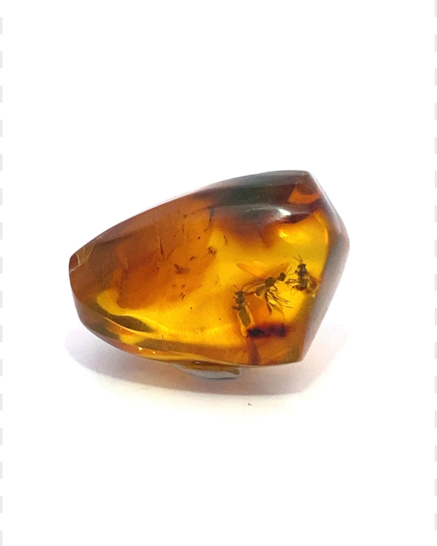 Amber with Insects from Chiapas, Mexico