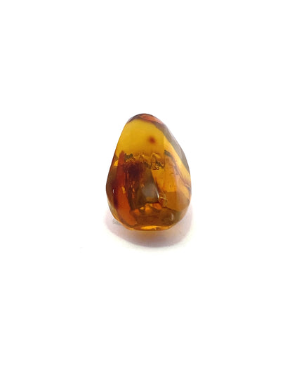 Amber with Insects from Chiapas, Mexico