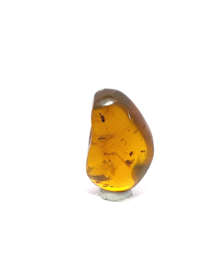 Amber with Insects from Chiapas, Mexico