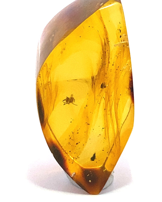 Amber with Insects from Chiapas, Mexico