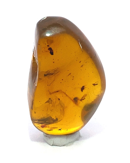 Amber with Insects from Chiapas, Mexico