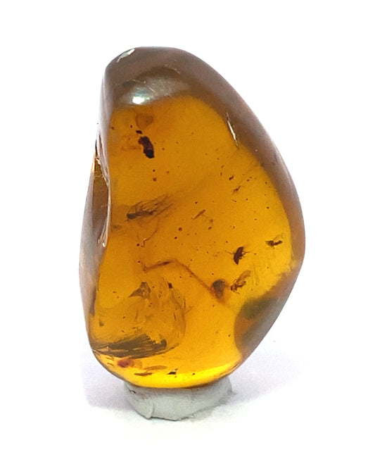 Amber with Insects from Chiapas, Mexico