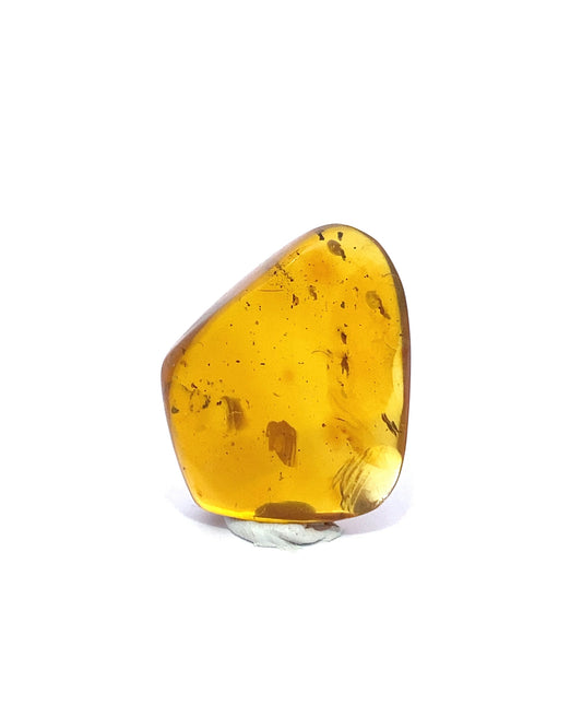 Amber with Insects from Chiapas, Mexico