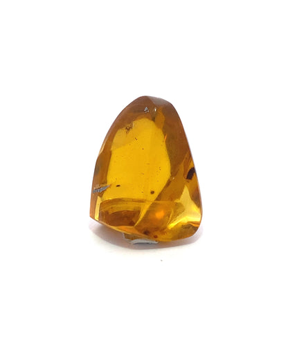 Amber with Insects from Chiapas, Mexico