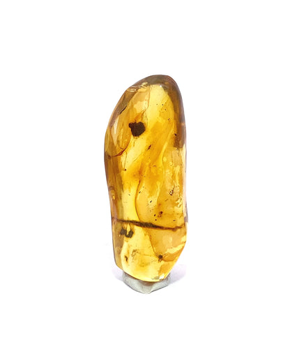 Amber with Insects from Chiapas, Mexico