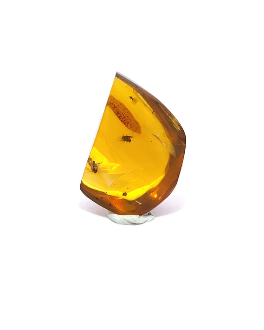 Amber with Insects from Chiapas, Mexico