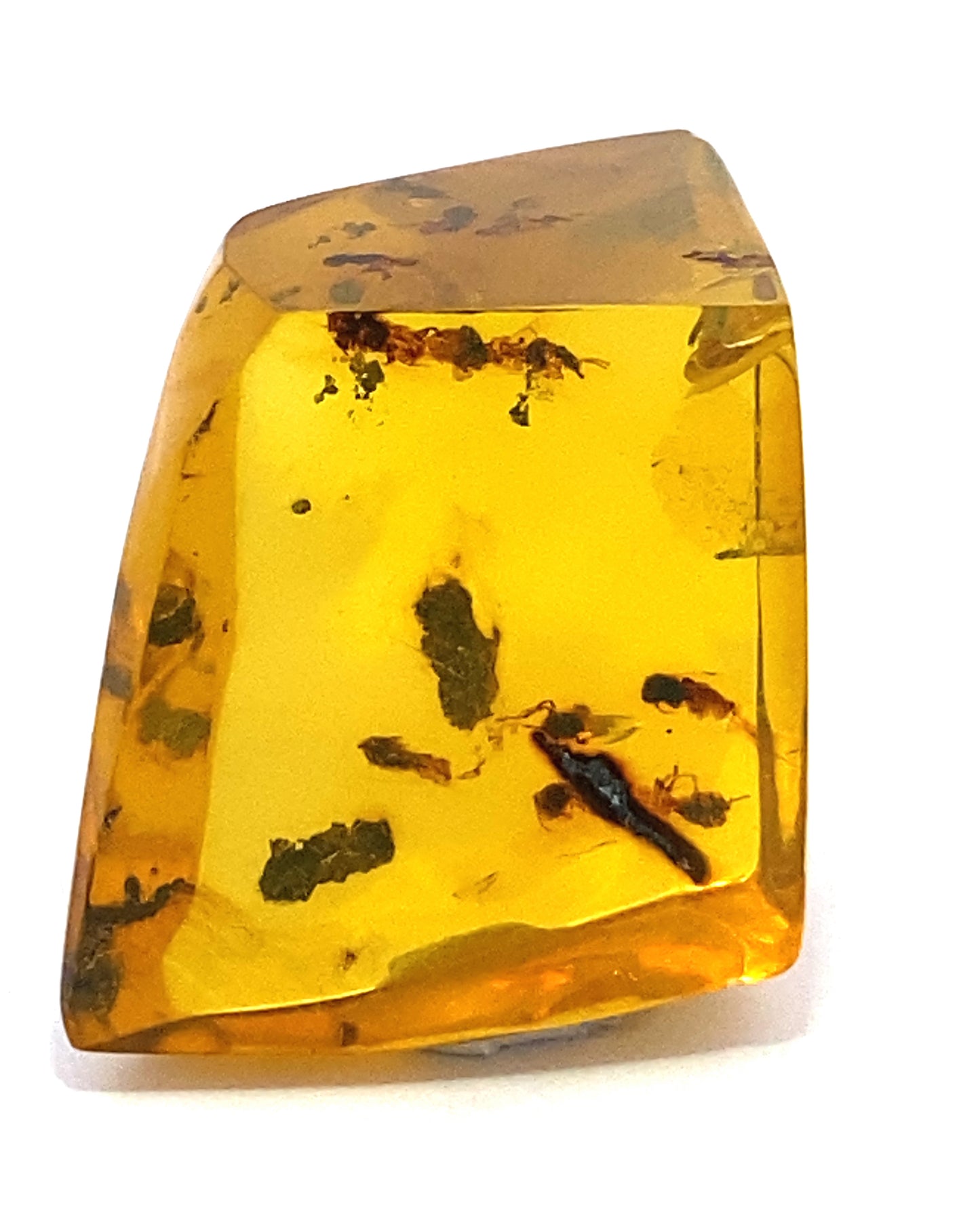 Amber with Insects from Chiapas, Mexico